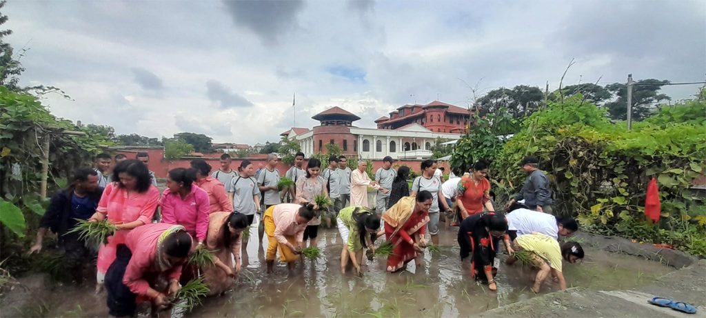 असार १५ मा राष्ट्रपति  पौडेल खेतमा